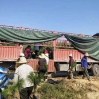 湖北150-200公分濕地松供應(yīng)_希望苗圃基地直發(fā)