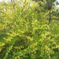 1年生2年生連翹苗大量出售