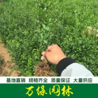 小葉女貞 小葉女貞苗