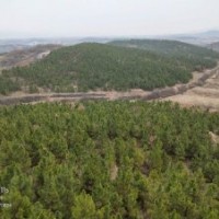 米徑15公分濕地松供應(yīng) 價(jià)格實(shí)惠認(rèn)準(zhǔn)隨州希望苗圃