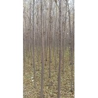 苗木榆樹(shù),國(guó)槐,欒樹(shù)