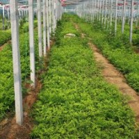 中天玫瑰大田苗高度80以上，冠幅80以上，大量有貨