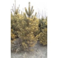 忻園錦誠(chéng)苗木合作社