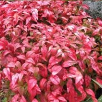 庭院觀賞植物 紅葉南天竹苗 紅葉植物 盆景盆栽竹子紅天竹苗