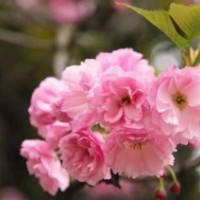 關山櫻 日本晚櫻速生晚櫻重栽櫻花 櫻花小苗 紅葉櫻花