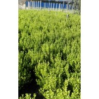 供應(yīng)80cm一100cm衛(wèi)矛1萬株，60cm小葉黃楊4000株冠25cm