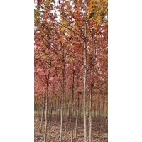 美國(guó)紅楓5-10公分