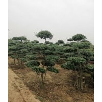 平枝栒子，水栒子，太平花，天目瓊花，東北連翹