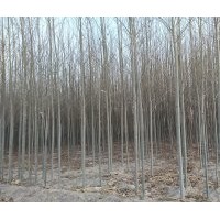 3-5分河北楊供應(yīng)