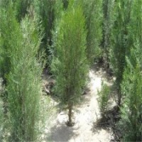 基地供應大側柏樹苗 1-5米高側柏苗 成活率高規(guī)格全側柏樹苗