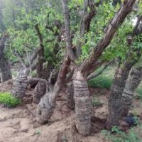 現(xiàn)挖棗樹(shù)高掛果率苗木