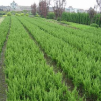 當年龍柏小苗報價1-3米精品龍柏出售