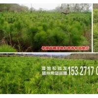 兩年生濕地松容器苗裸根苗供應(yīng)，量大價(jià)格從優(yōu)