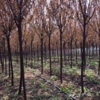 3公分紫葉李樹哪里有，5公分紫葉李哪里有，8公分紫葉李哪里有，1