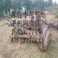 名貴綠化棗樹花卉苗木批發(fā)