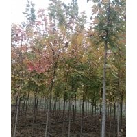 許昌襄城縣供美國(guó)紅楓