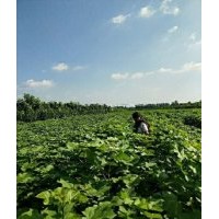 好3公分楸樹 @太康楸樹 梓樹