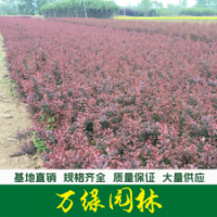 紅葉小波 紅葉小波苗