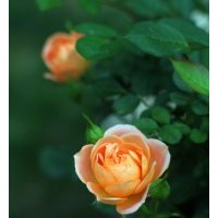 綠化工程用月季花苗批發(fā) 量大價格優(yōu)惠