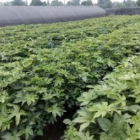 八角金盤小苗子批發(fā)基地 八角金盤價格