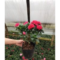 比利時杜鵑批發(fā)基地價格