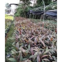 亮葉朱蕉 基地現(xiàn)貨直銷 精品推薦 成活率高