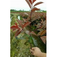 紅葉石楠小杯上車價(jià)0.33需要的老板電話聯(lián)系13819974081