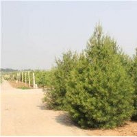 2米白皮松，山西2米白皮松，2米白皮松價(jià)格