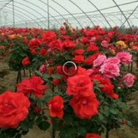 定州市孫彬月季園