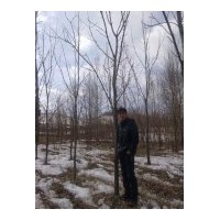 供應(yīng)水曲柳4-12公分