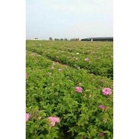玫瑰育苗基地大田四季玫瑰苗供應(yīng)一手貨源綠化苗木