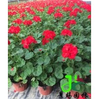 成都供應(yīng)天竺葵