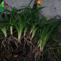 成都供應(yīng)鳶尾