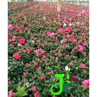 成都苗子基地,比利時杜鵑盆花,比利時杜鵑產(chǎn)地價格