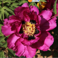 油用牡丹、紫斑牡丹、進口牡丹