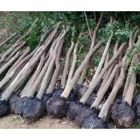 福建天竺桂3公分11元，泉州天竺桂5公分23元，哪里的天竺桂最便宜