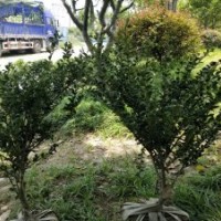 出售龜甲冬青小毛球大量