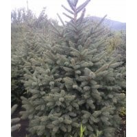 出售黑龍江云杉