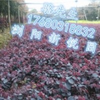 瀏陽新銳園林小苗批發(fā)基地、紅花繼木小苗直銷