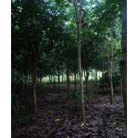 桂花2-4公分,5/6公分