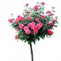 供應(yīng)1公分月季樹 樹形月季獨桿月季高桿月季樹