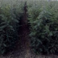 河南雪松10萬株