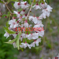 江蘇榮慶園林垂枝櫻供應(yīng) 苗圃直銷