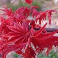 三季紅紅楓 日本紅楓三季紅楓 夏季不焦葉紅楓 不返青紅楓苗