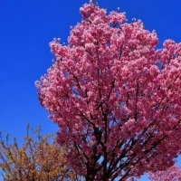 陽光櫻花樹苗 櫻花大道大樹 紅花櫻花生態(tài)園 彩色樹種