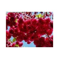 優(yōu)質(zhì)臺灣牡丹櫻花小苗；引爆2019年櫻花觀賞新潮流