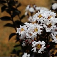 美國雙紅紫薇 飛雪紫葉紫薇 美國紫薇 紫薇小苗營養(yǎng)杯苗 包成活