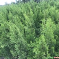 80公分側(cè)柏苗