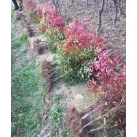 南天竹、紅花繼木、各種色塊苗100萬供應(yīng)