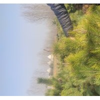 黑松苗側(cè)柏